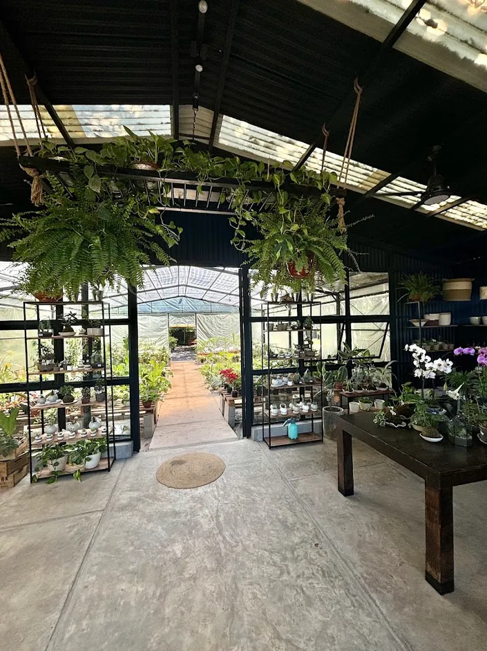 Vivero Lavender