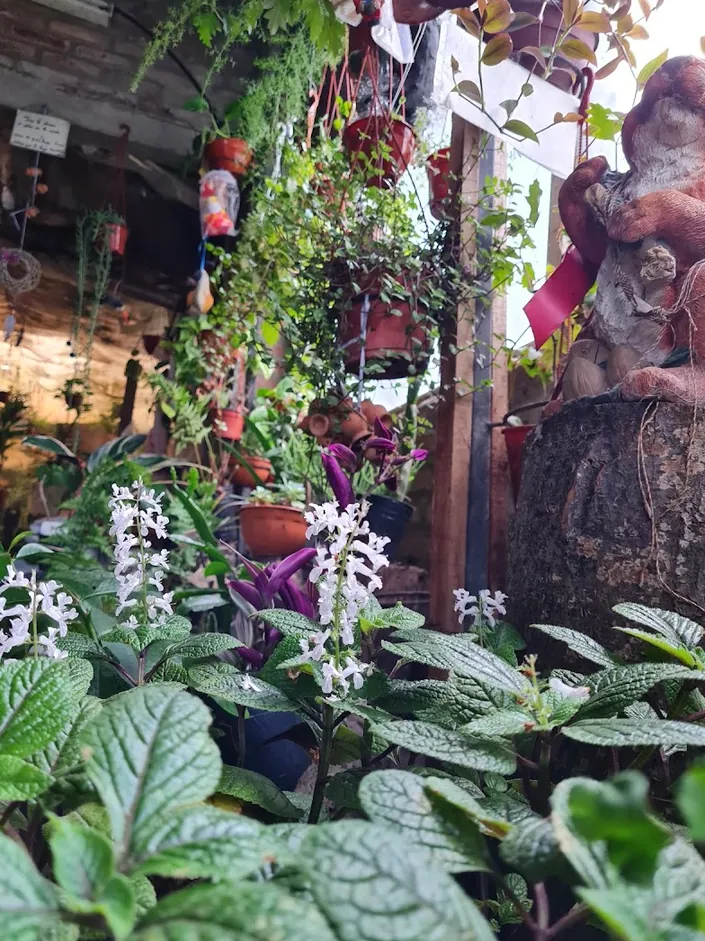 Vivero los lirios