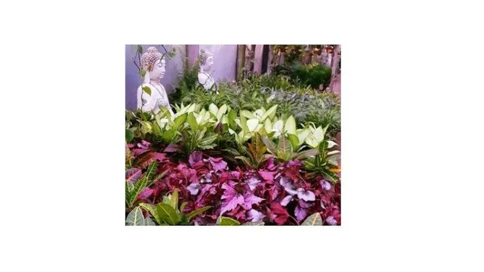 Vivero los Lirios Paisajismo Integral