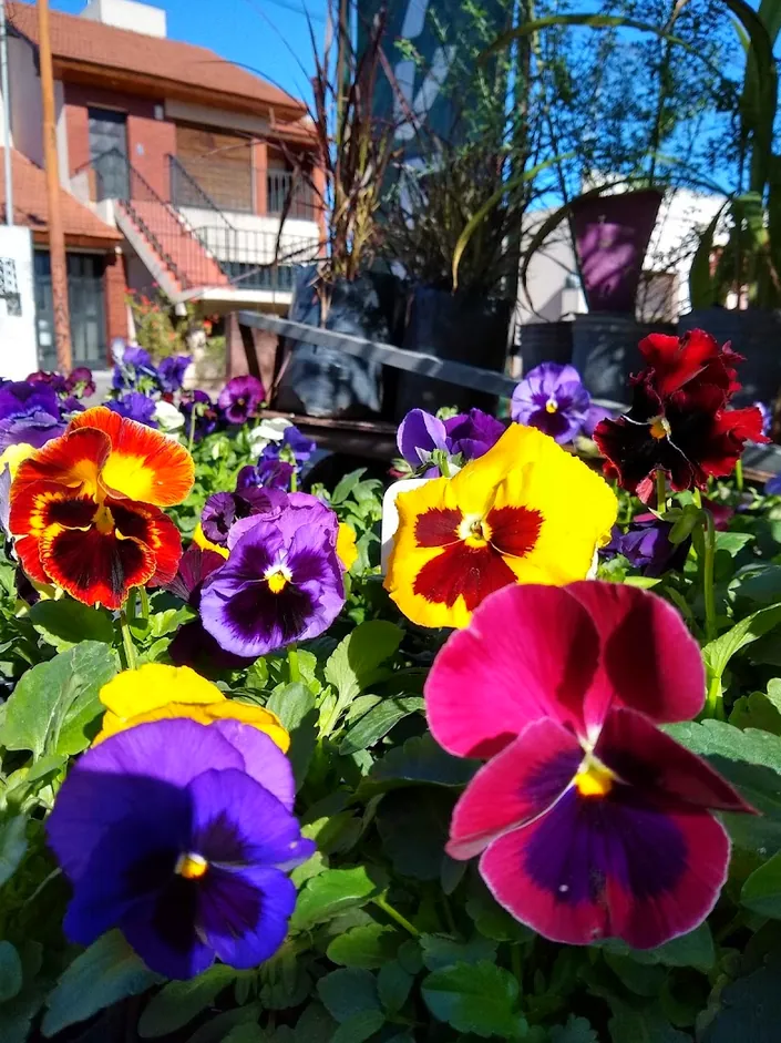 vivero