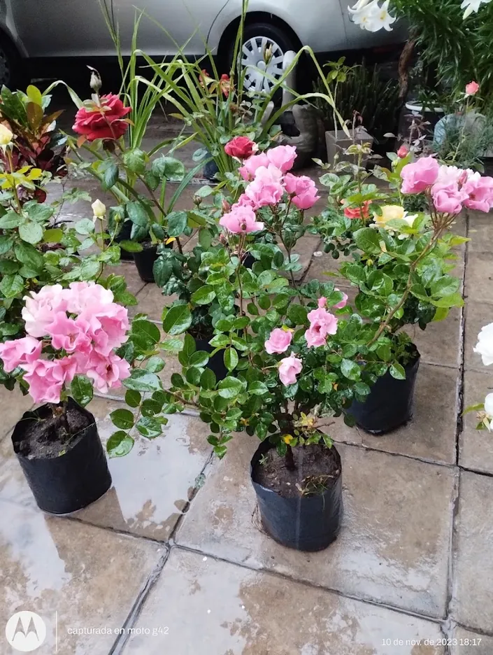 Vivero Mainumby
