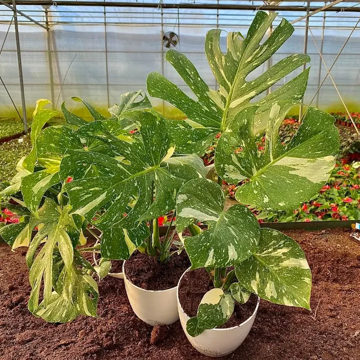 ¡Vivero Mano Verde!