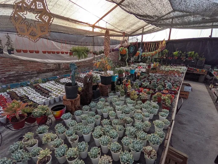 Vivero Paraiso de Suculentas