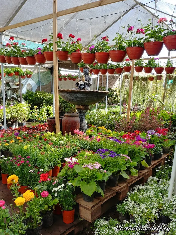 Vivero Paso Del Rey