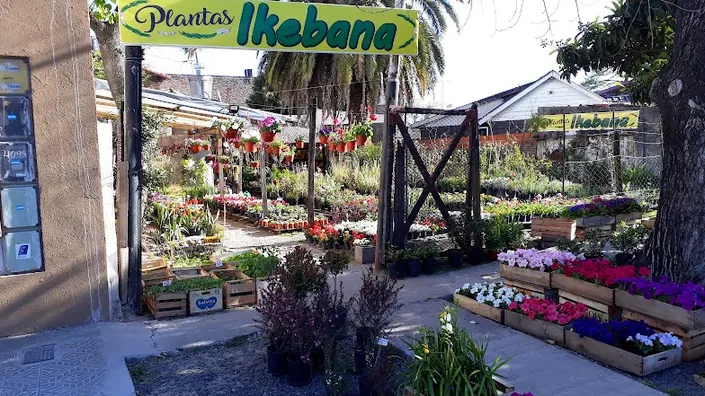 Vivero Plantas Ikebana