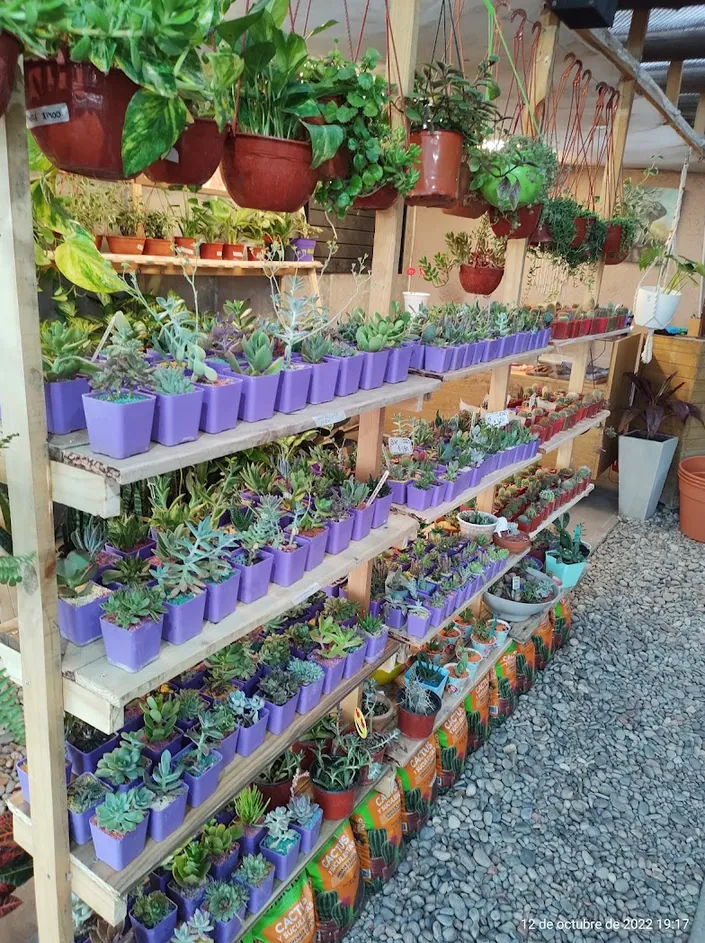 Vivero Raíz Libre