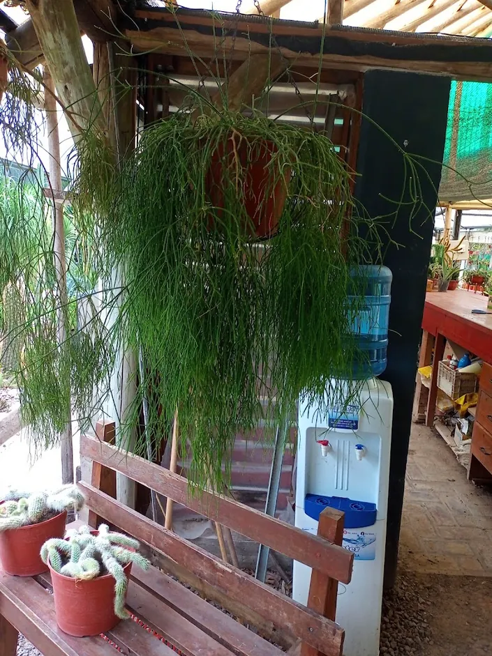 Vivero Rauscher