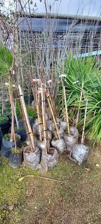 Vivero Rio Cuarto