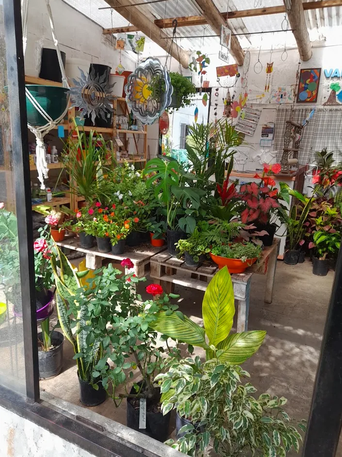 VIVERO Rosa Suculenta Tienda de Plantas