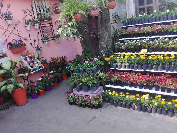 Vivero Samohu