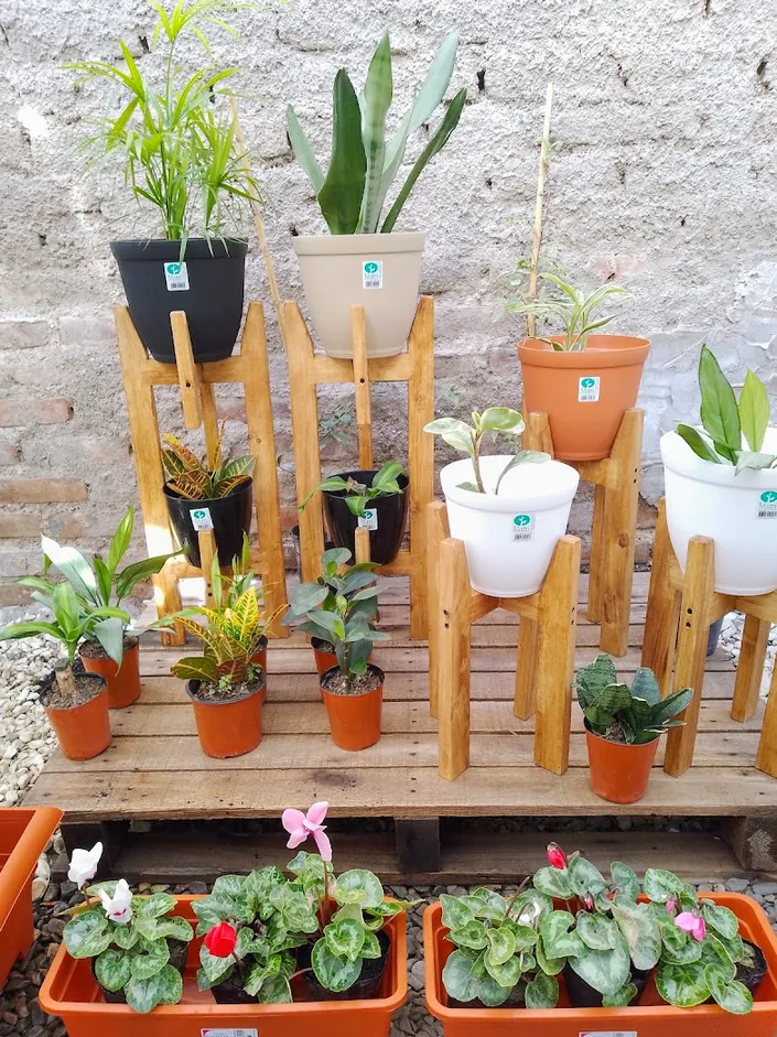 Vivero Santa Rosa “El Gordo”
