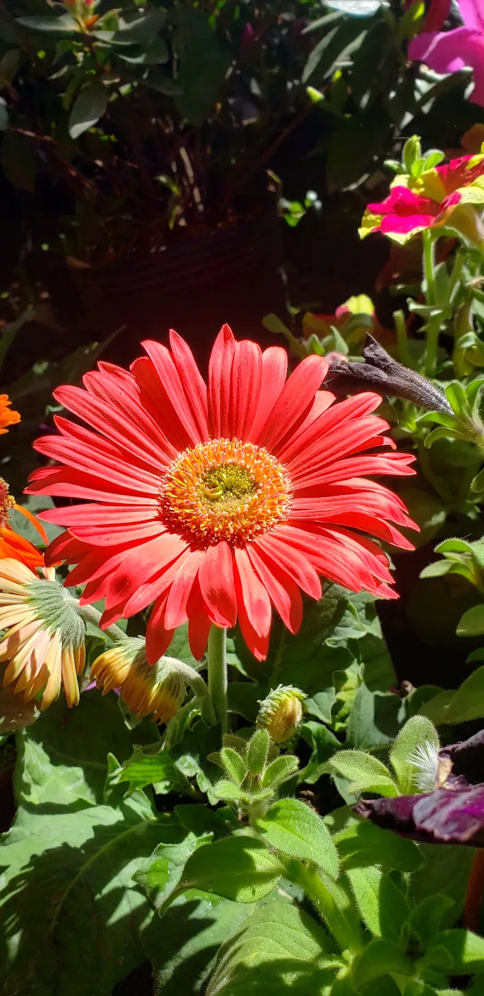 Vivero Silvana
