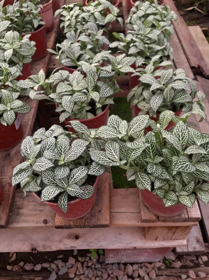 Vivero Spinelli – Sucursal Pilar
