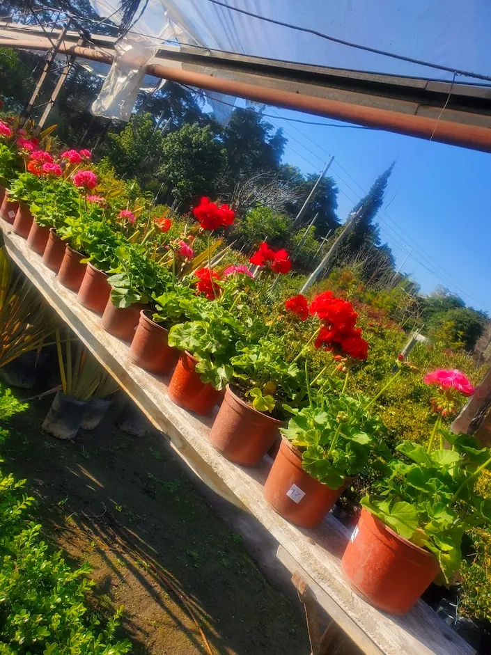 Vivero Talismán