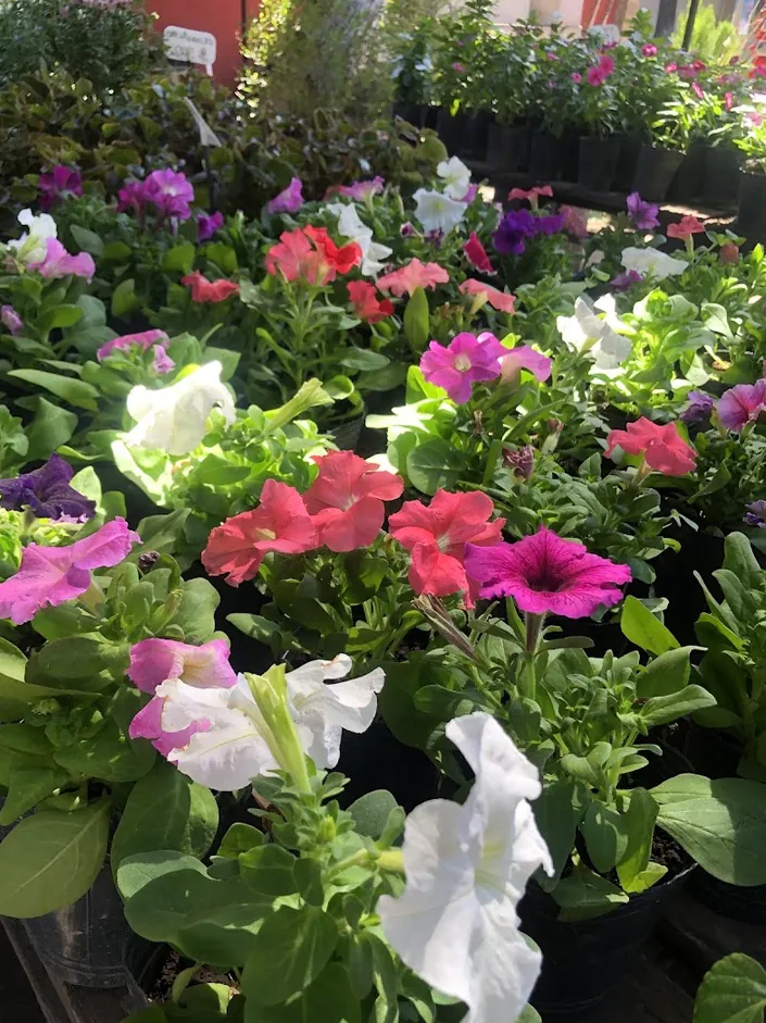 Vivero TERRANOVA