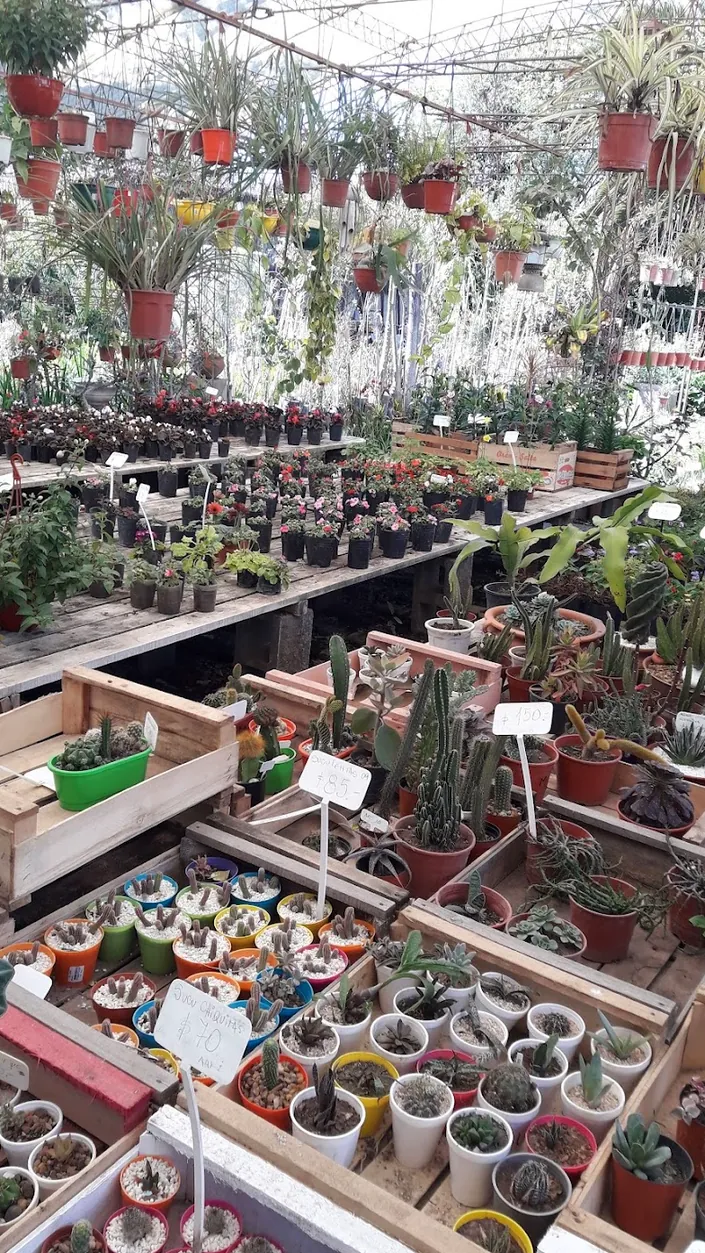 Vivero Vancho
