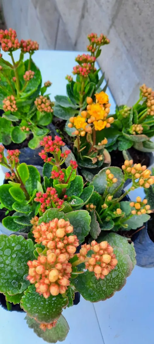 Viveronica